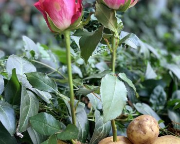 She sticks a rose stalk into a potato and look what happens a week later! Amazing!
